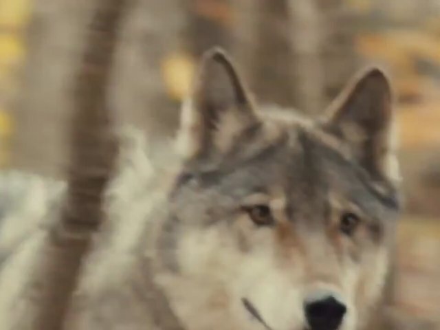 Against the Wild  Fragman