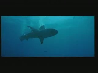 Blue (2009) Fragman