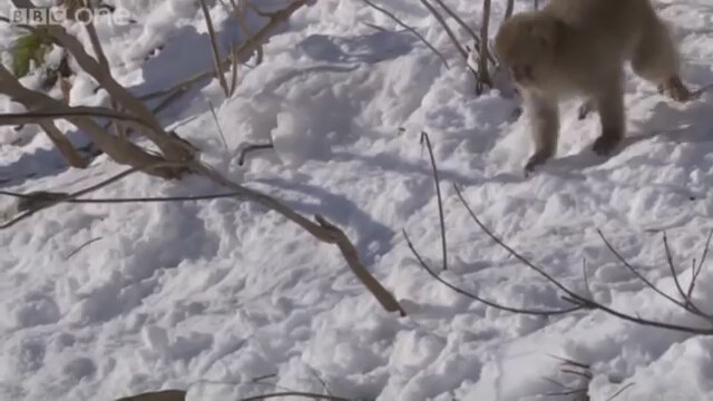 Snow Babies Fragman